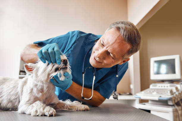 Best Root Canal Emergency Dentist  in Jensen Beach, FL